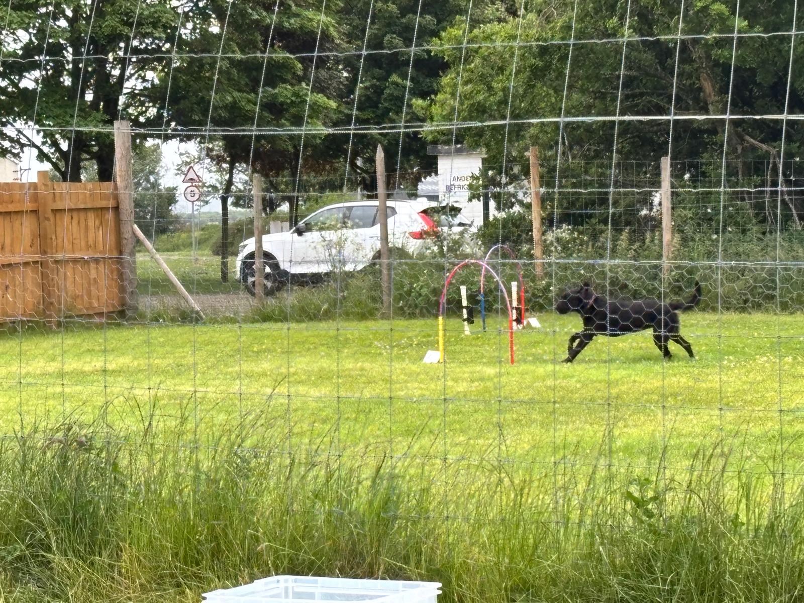 Black dog flying through hoops at a training session