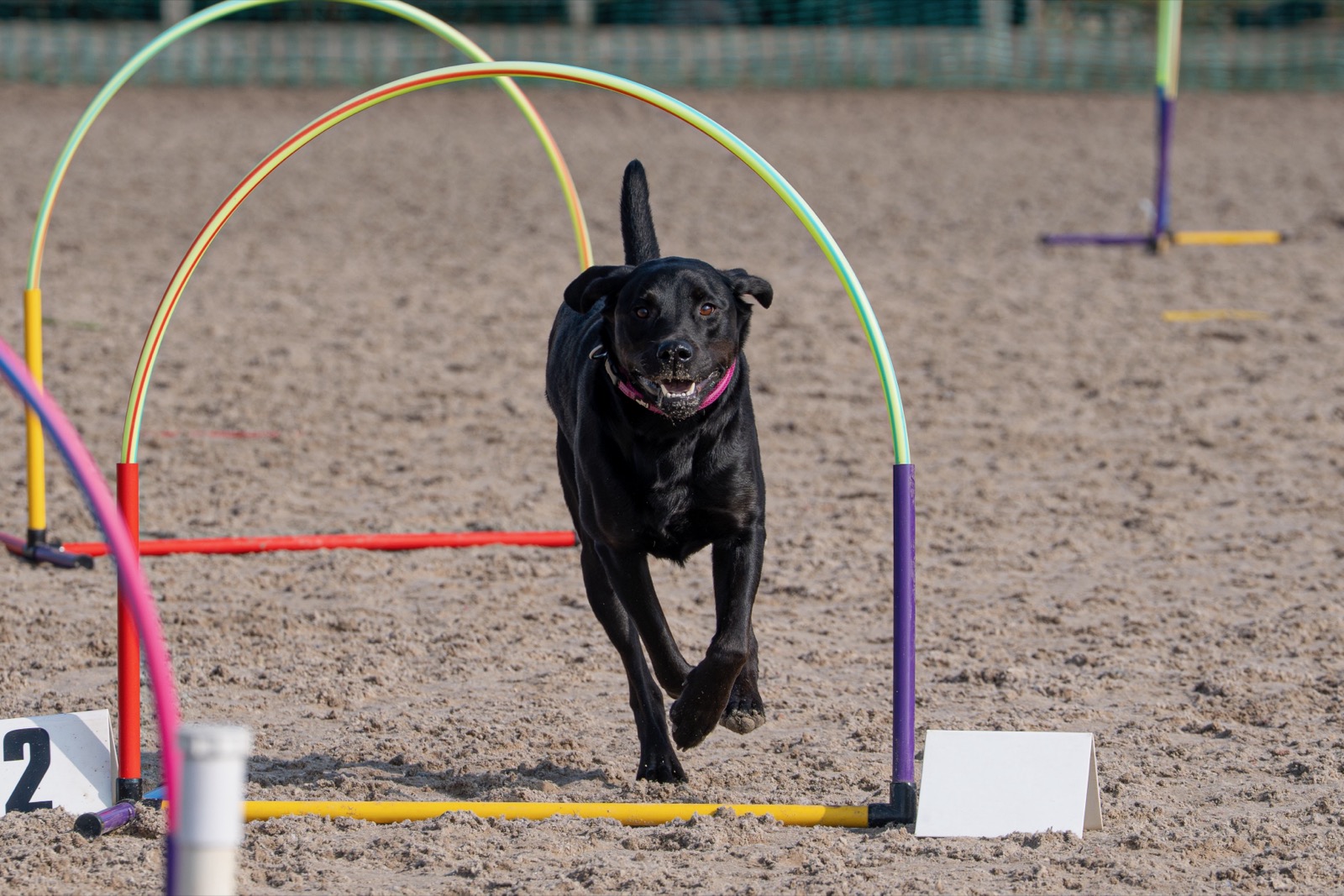 Black Labrador powering through hoops at a CHUK competition