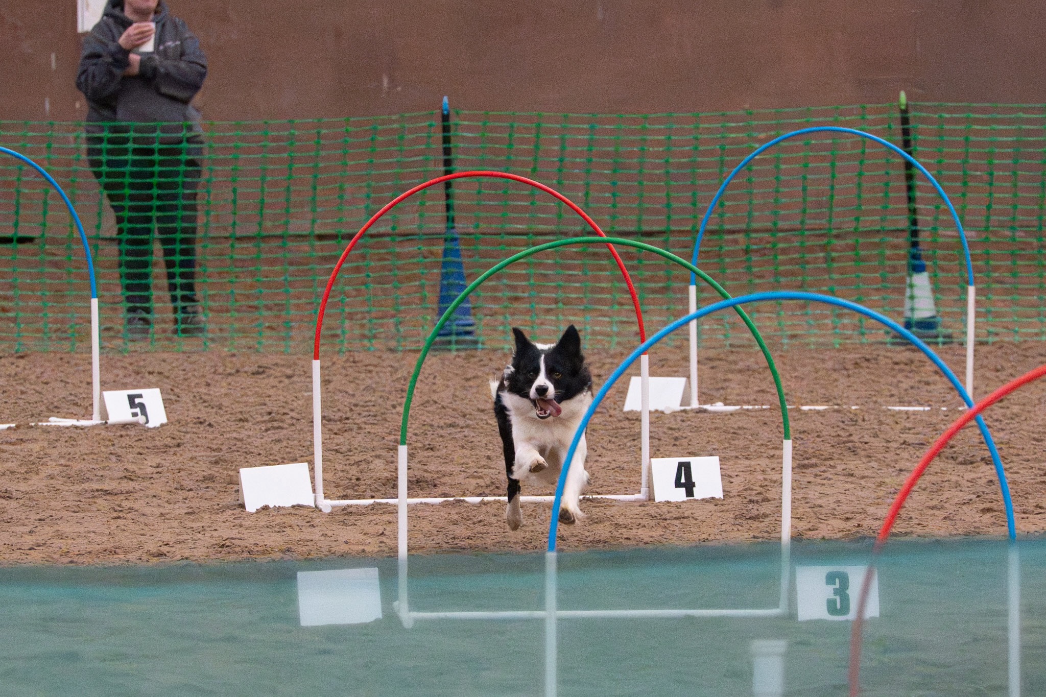 Border Collie racing through hoops at a CHUK competition