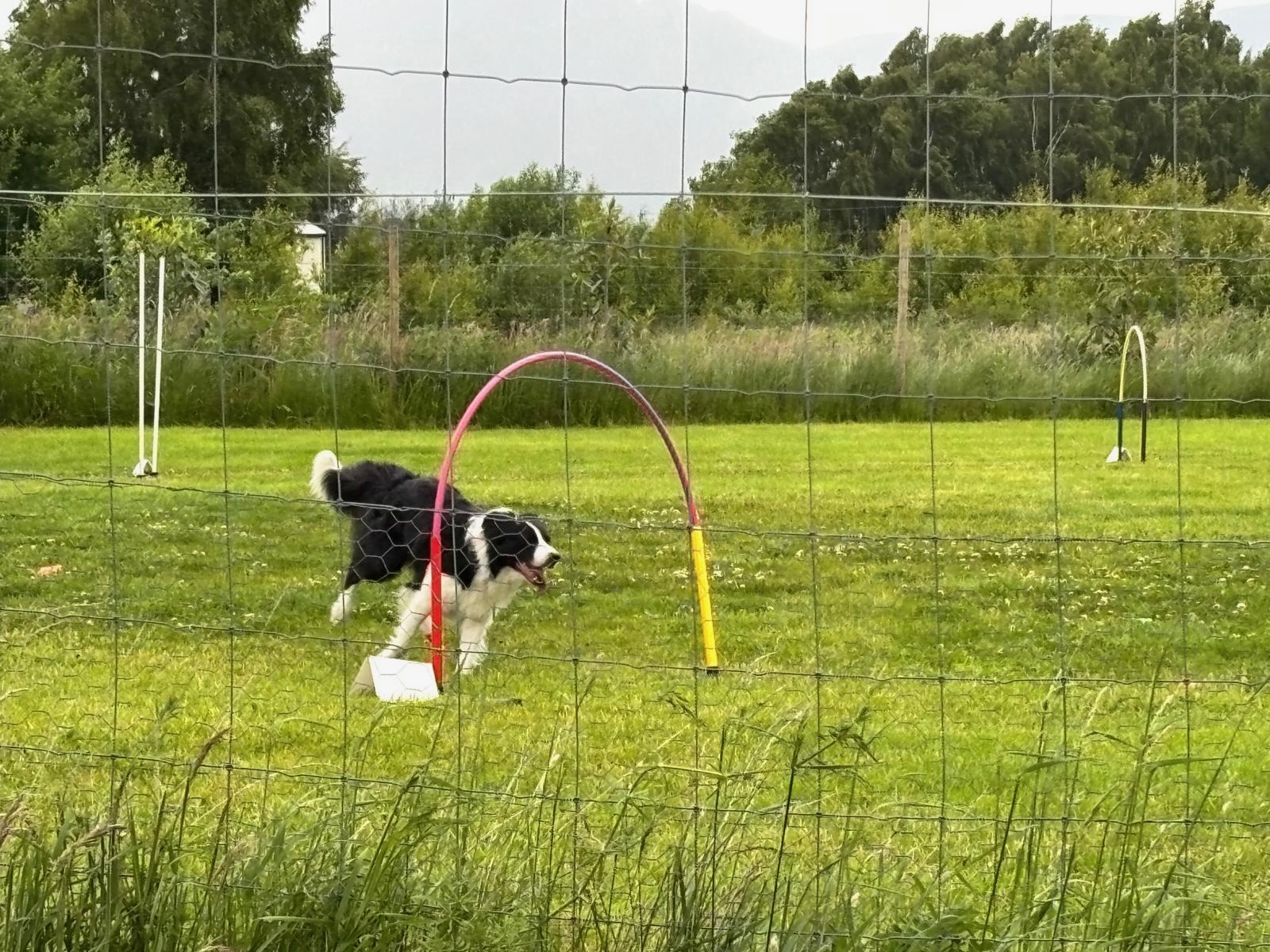 Border Collie going through a hoop at a training session