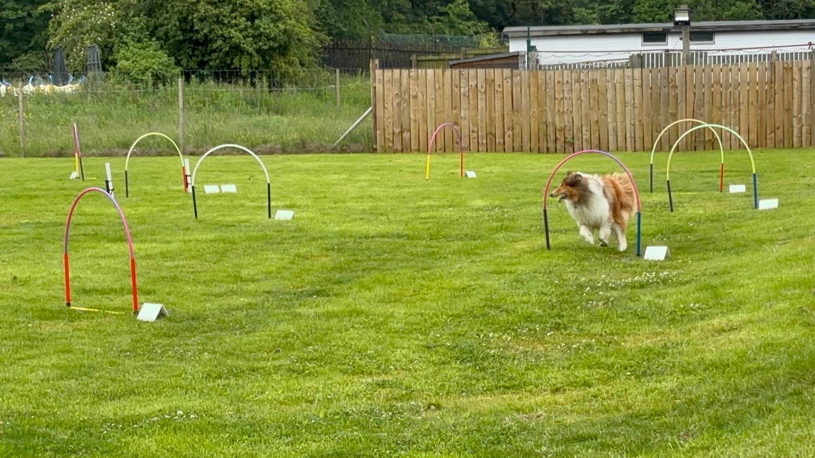 Rough Collie navigating a full hoopers course