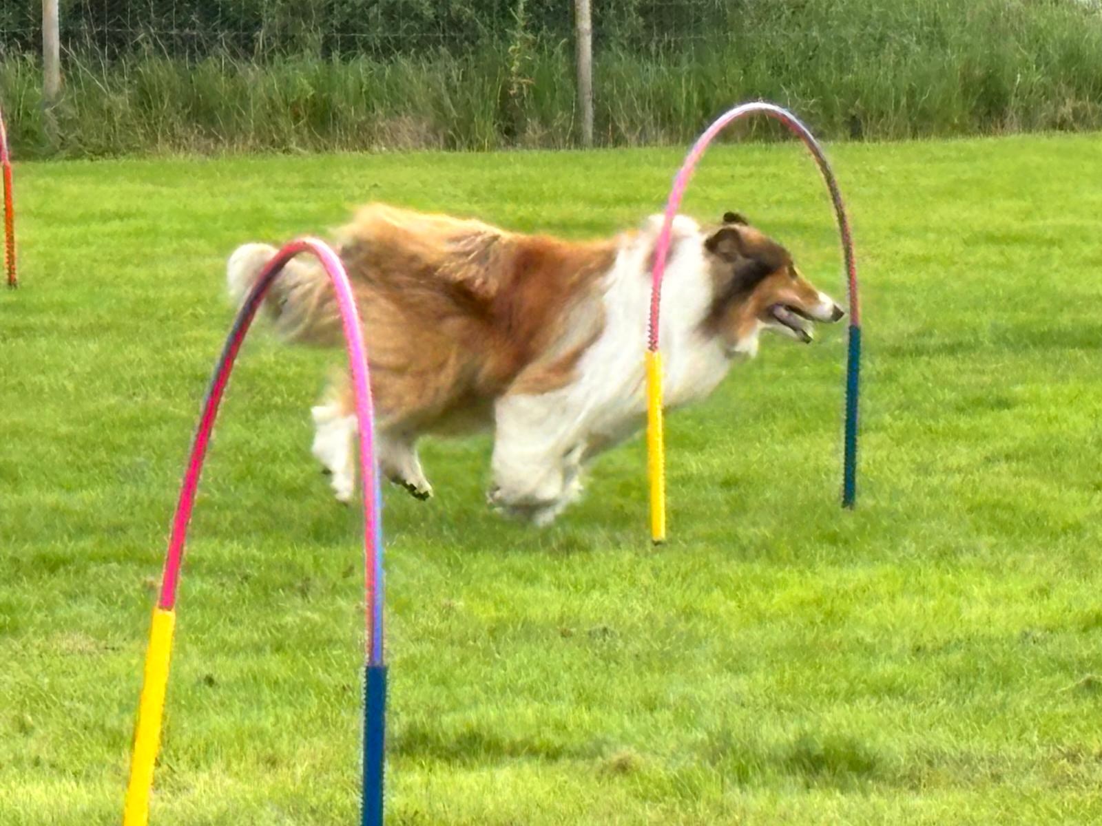 Rough Collie running through colourful hoops at a training session