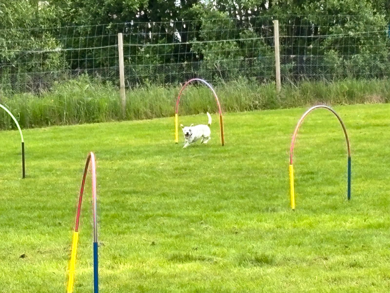 Small white dog running through hoops